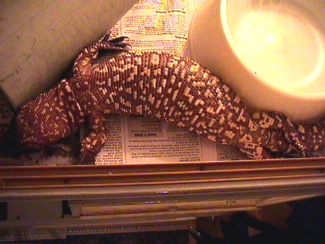 femalebeaded sleeping.jpg [77 Kb]